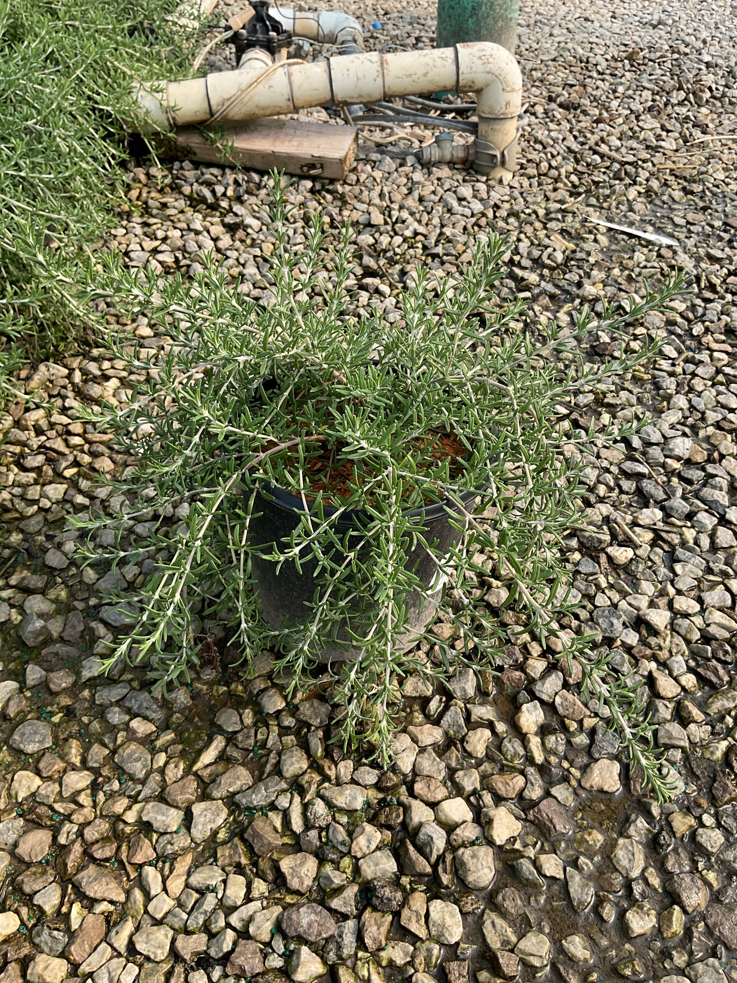 ROSEMARINUS O. BLUE CASCADE