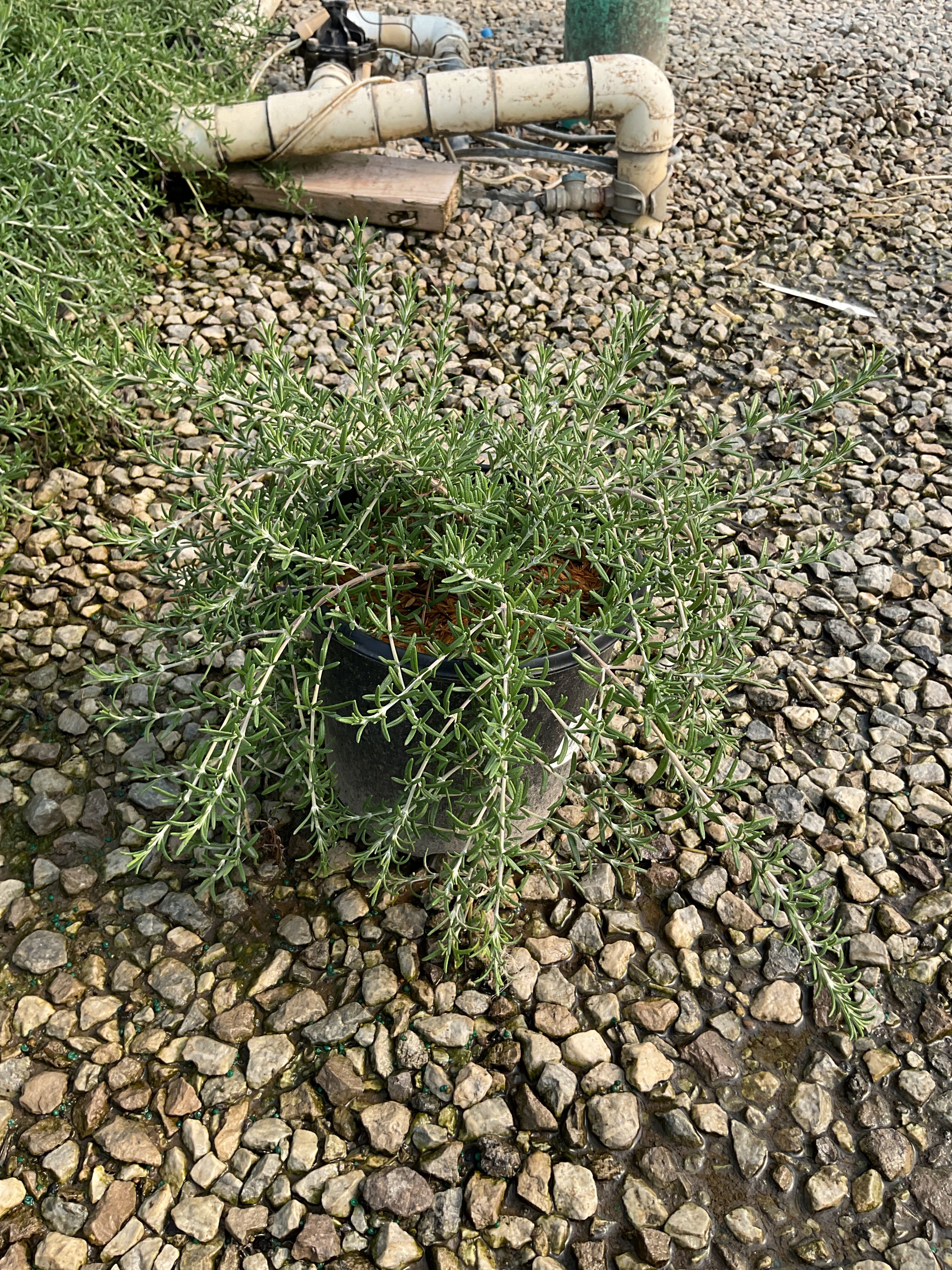 ROSEMARINUS O. BLUE CASCADE