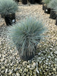 Festuca 'F.G. Beyond Blue'