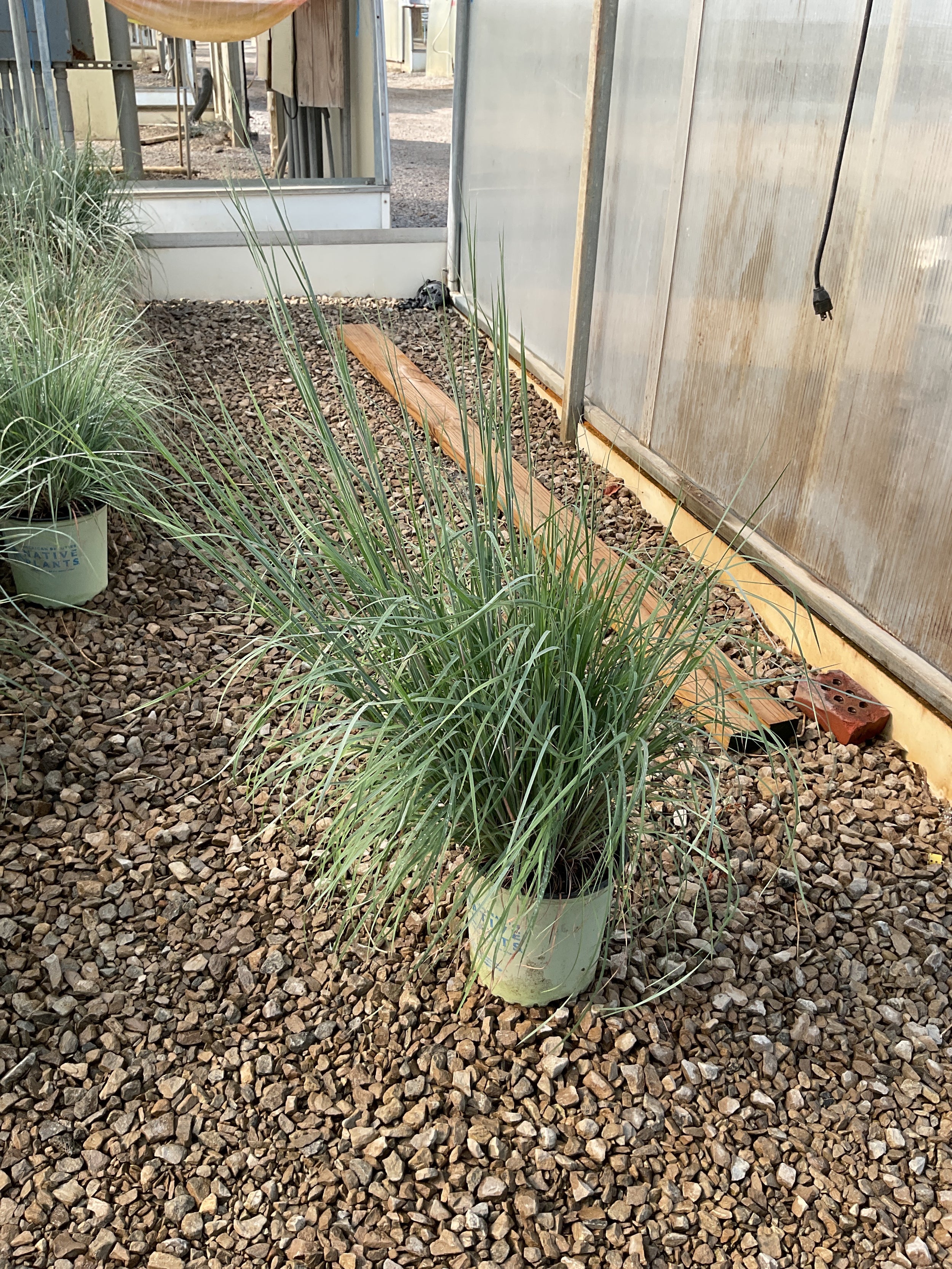Schizachyrium scoparium 'Prairie Blues'