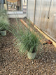 Schizachyrium scoparium 'Prairie Blues'