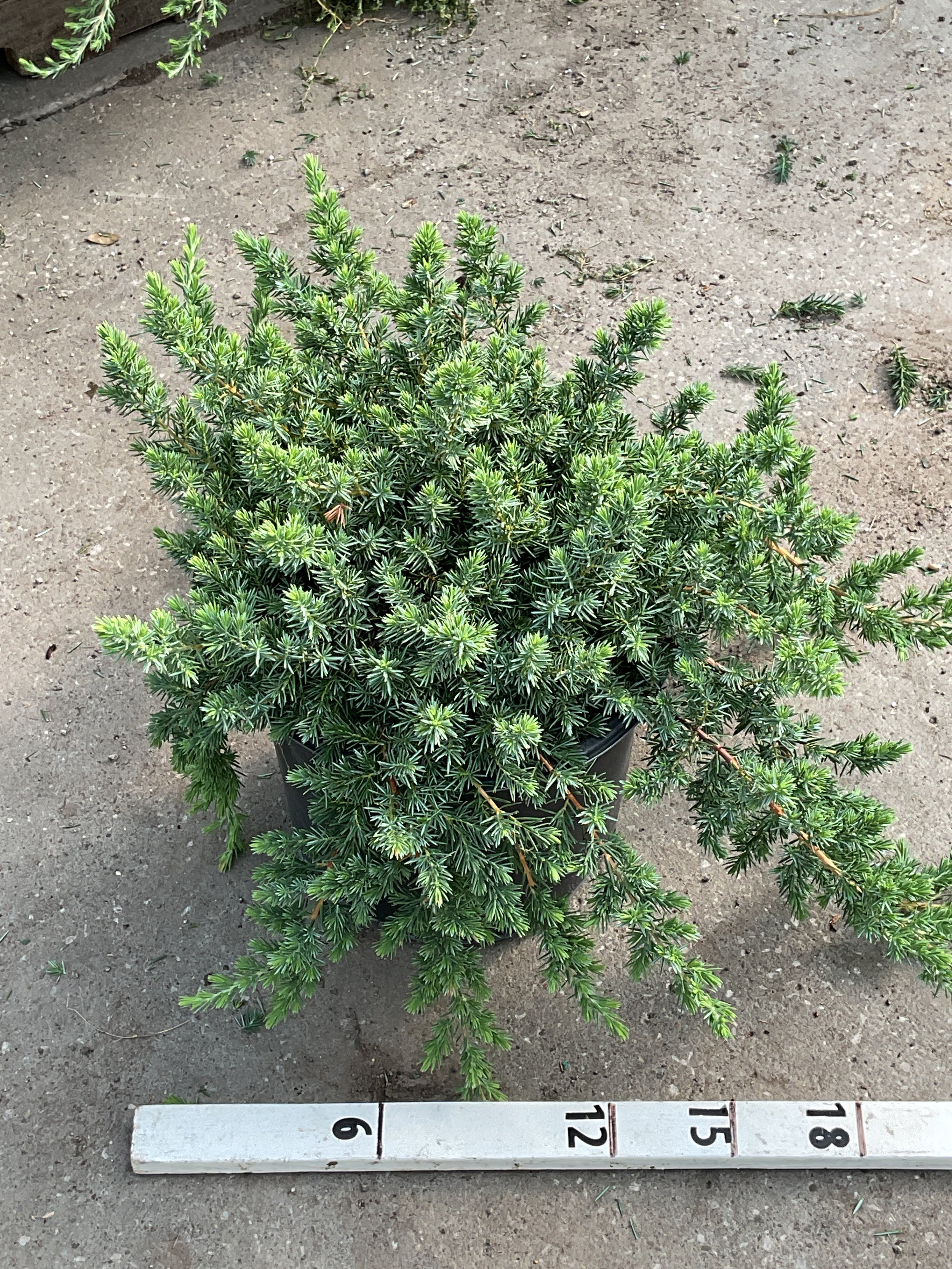 Juniperus conferta 'Blue Pacific'