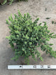Juniperus conferta 'Blue Pacific'