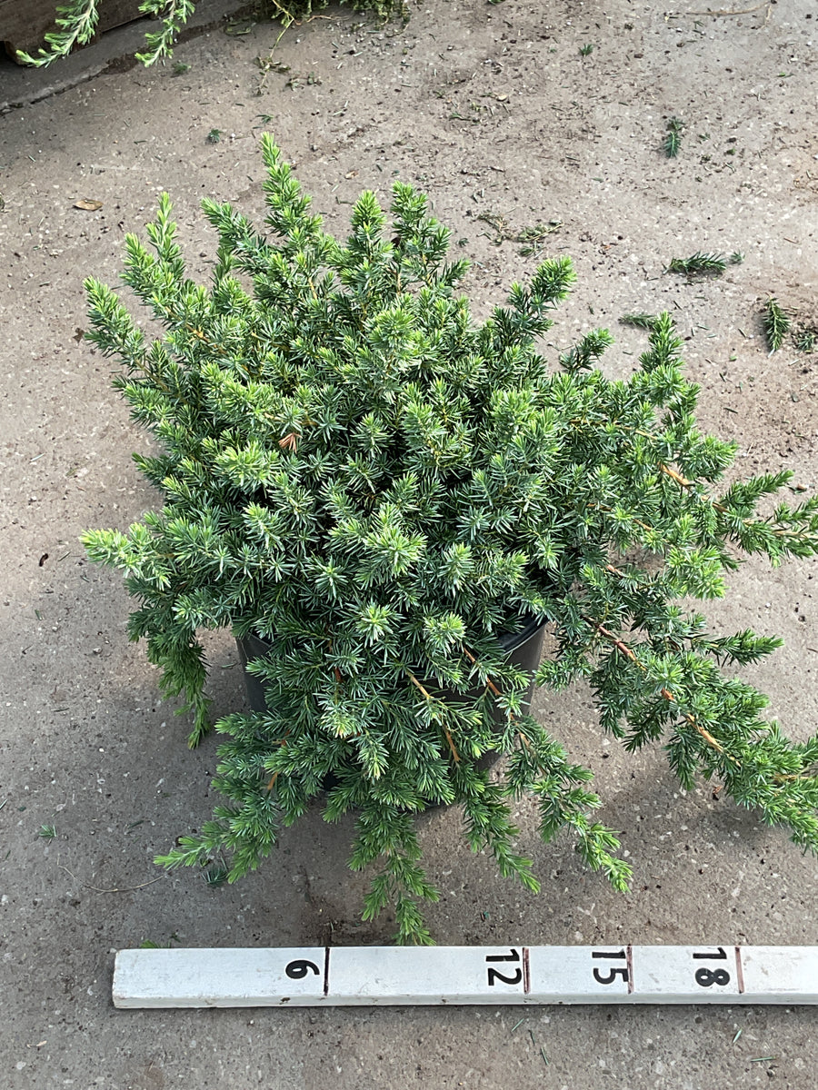 Juniperus conferta 'Blue Pacific' â€” G3 15