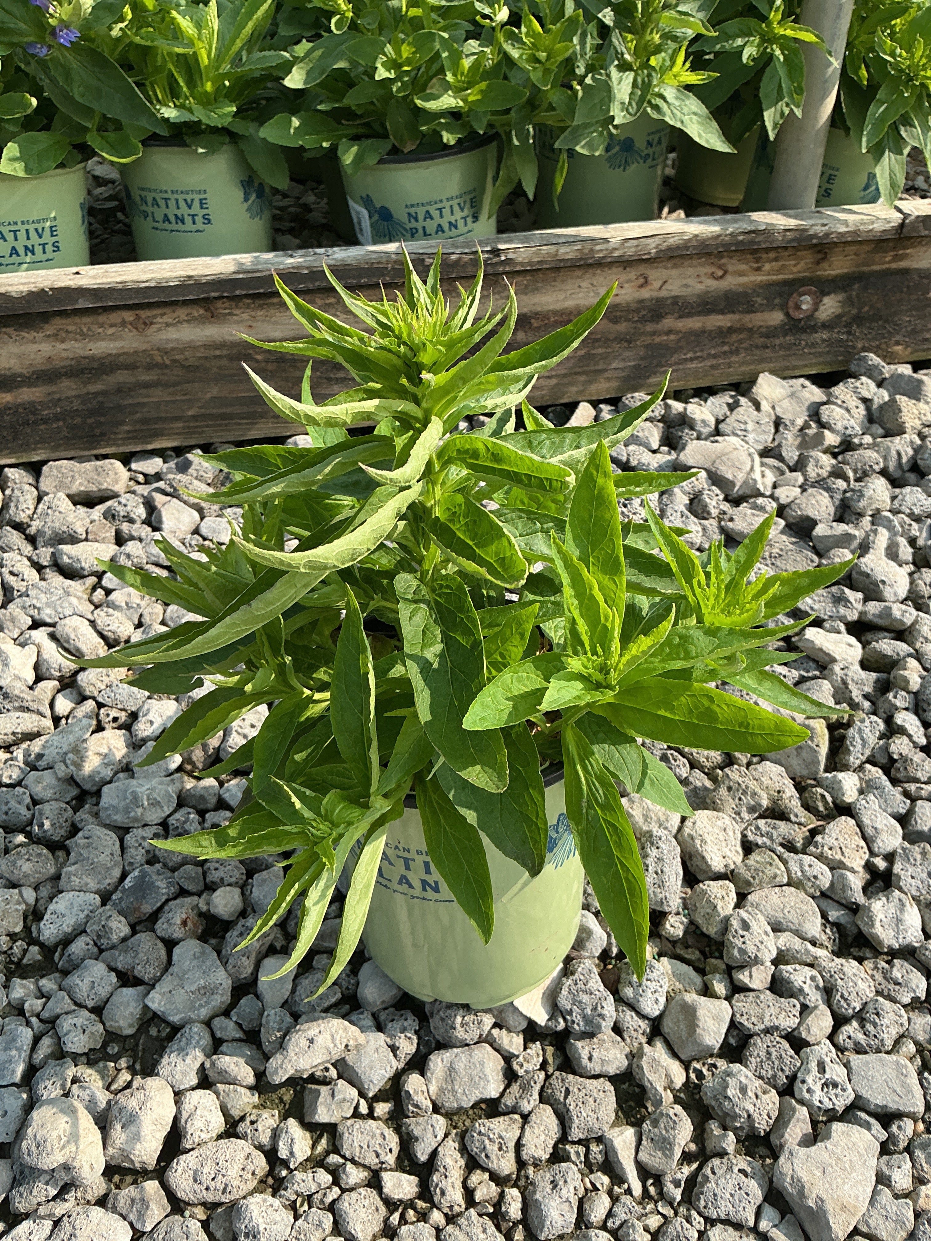 Lobelia siphilitica