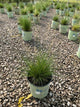Sporobolus heterolepis 'Spor. Heterolepis'