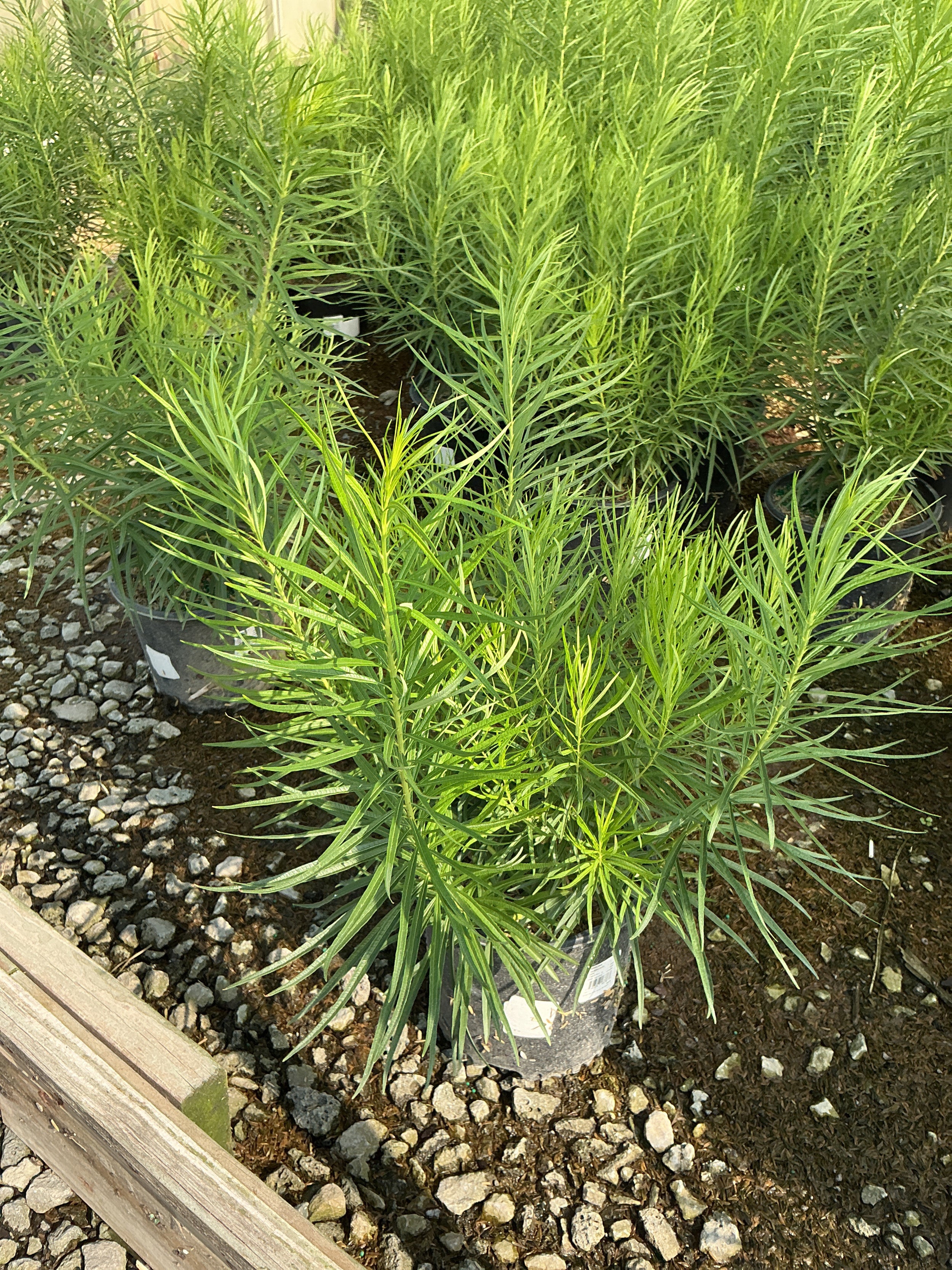 Amsonia hubrechtii
