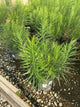 Amsonia hubrechtii