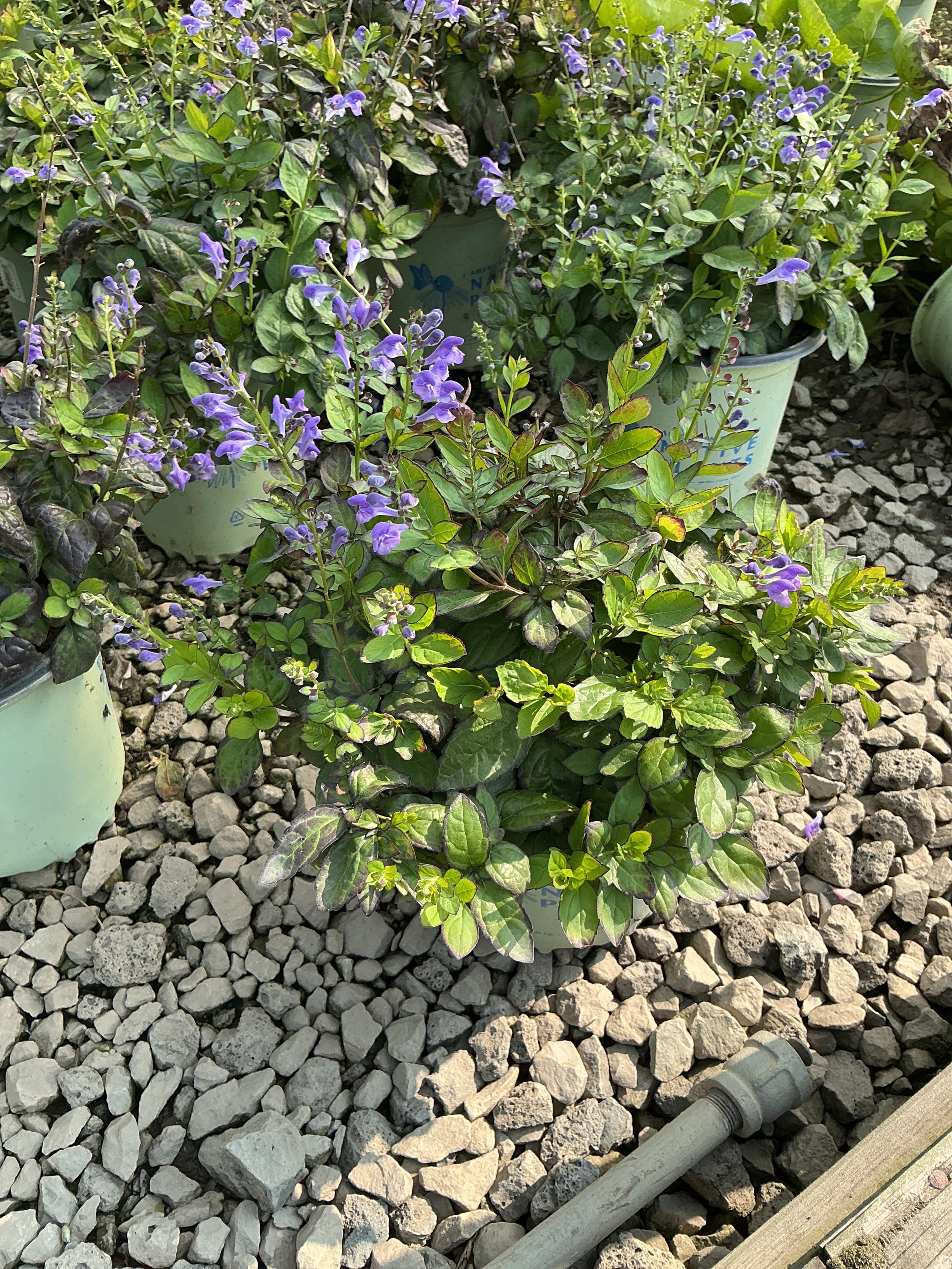 Scutellaria appalachian 'Blues 19Cm Ptw'