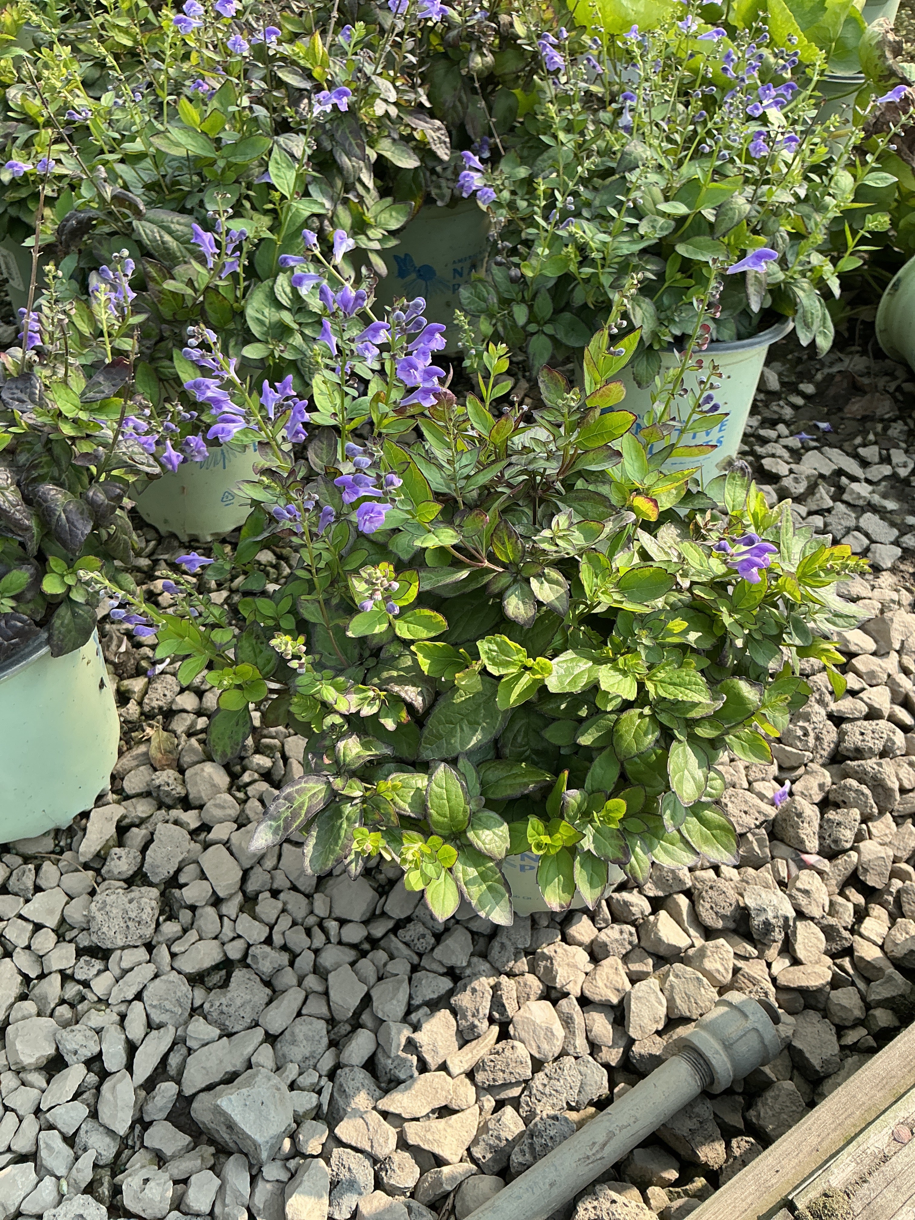 Scutellaria appalachian 'Blues 19Cm Ptw'