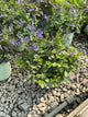 Scutellaria appalachian 'Blues 19Cm Ptw'