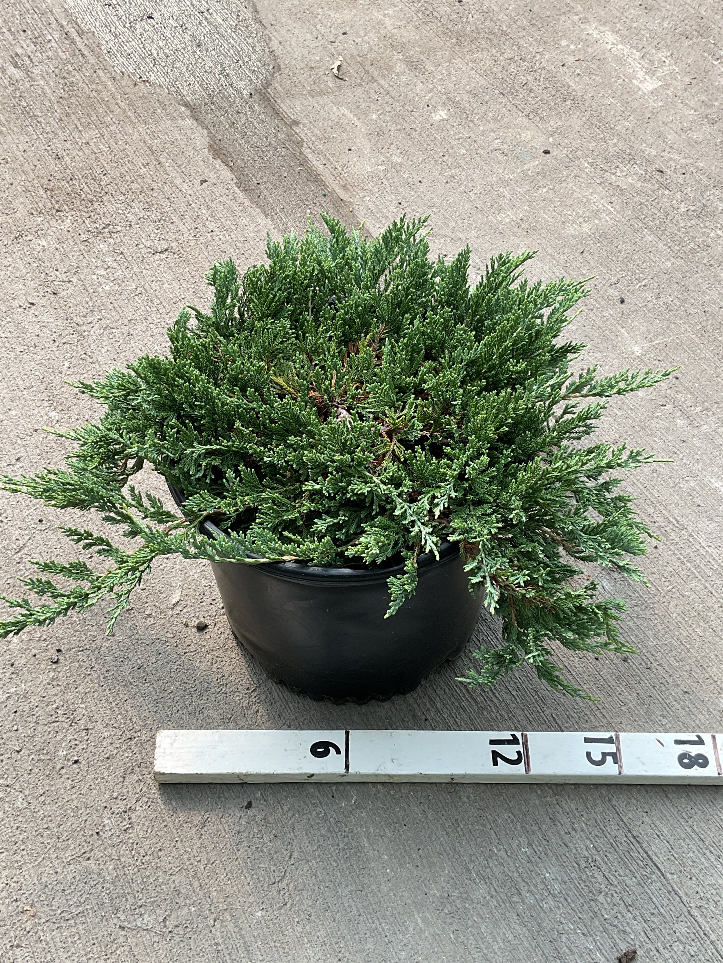 Juniperus horizontalis 'Wiltoni'