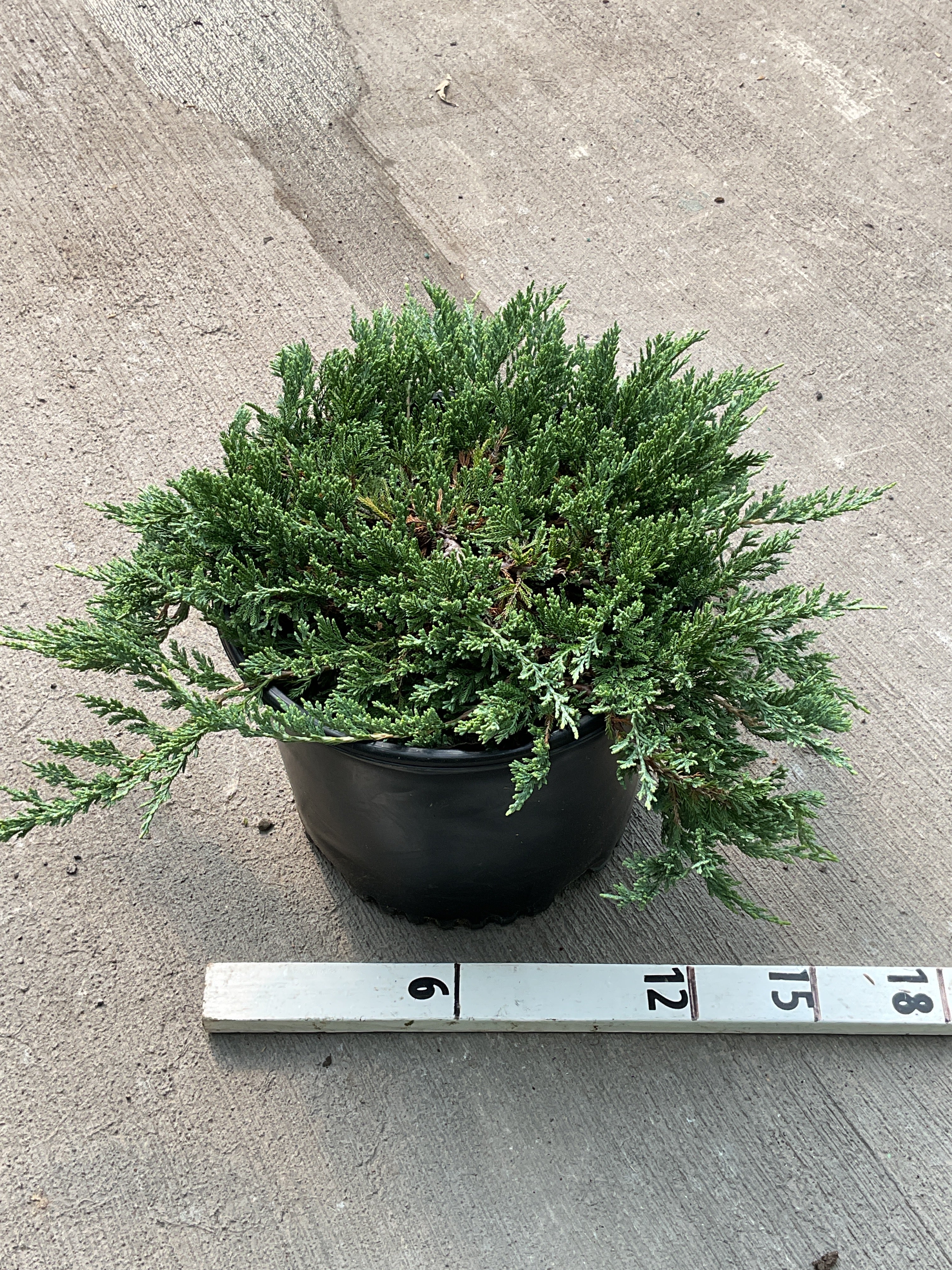 Juniperus horizontalis 'Wiltoni'