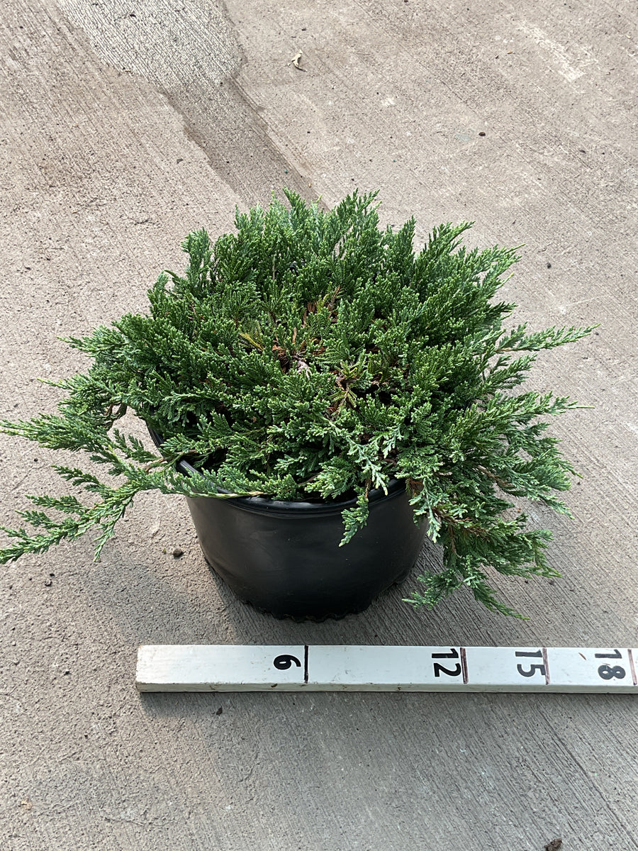 Juniperus horizontalis 'Wiltoni' â€” G3 15