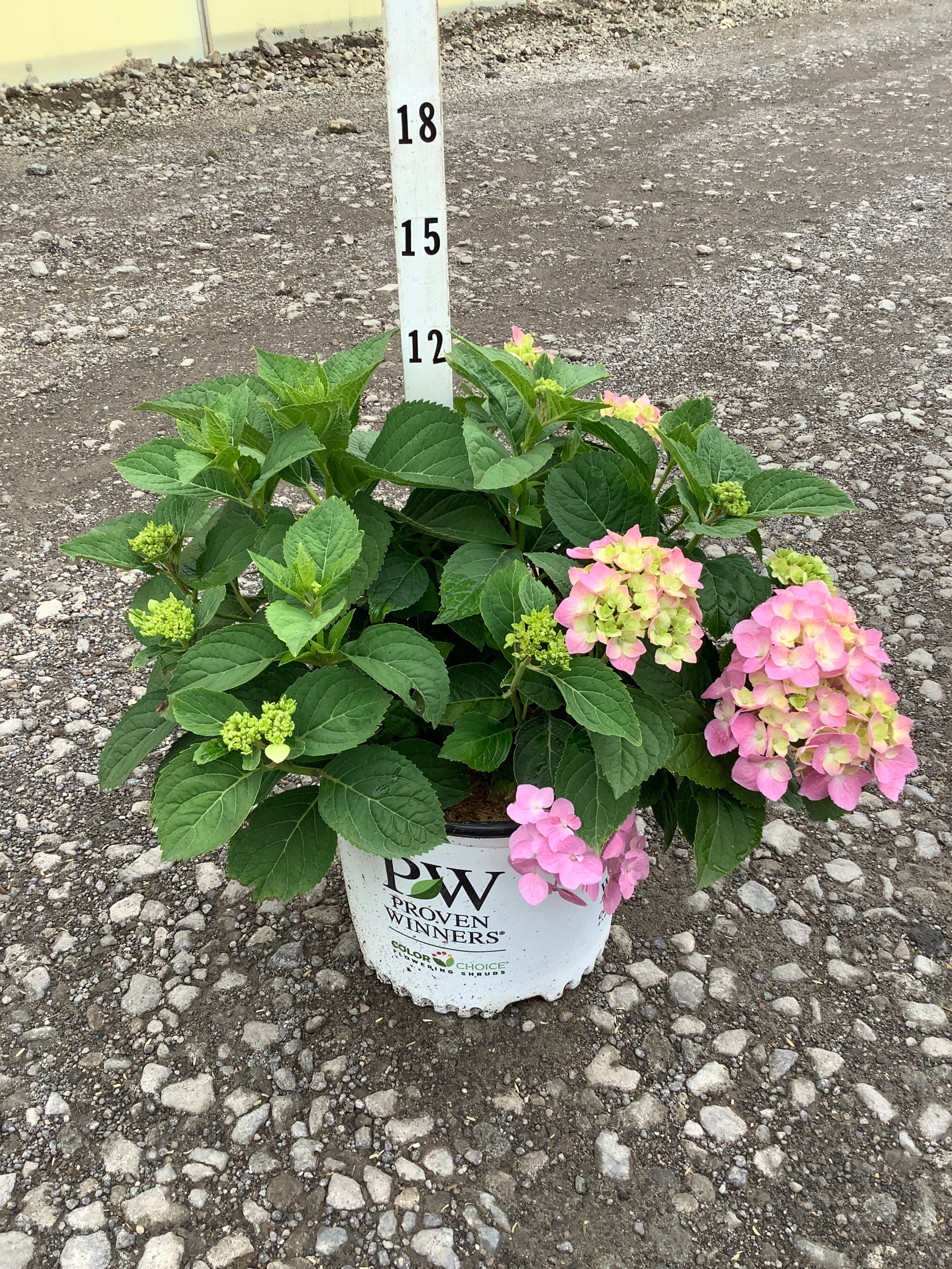 Hydrangea macrophylla 'Lets Dance Sky View'