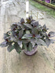 Hydrangea macrophylla 'Eclipse'