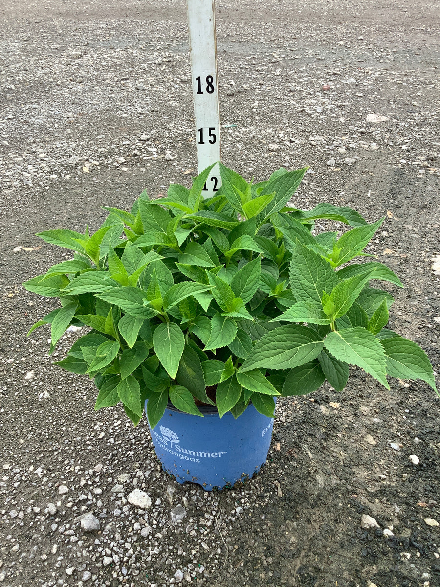 Hydrangea macrophylla 'Bailmer' â€” G3