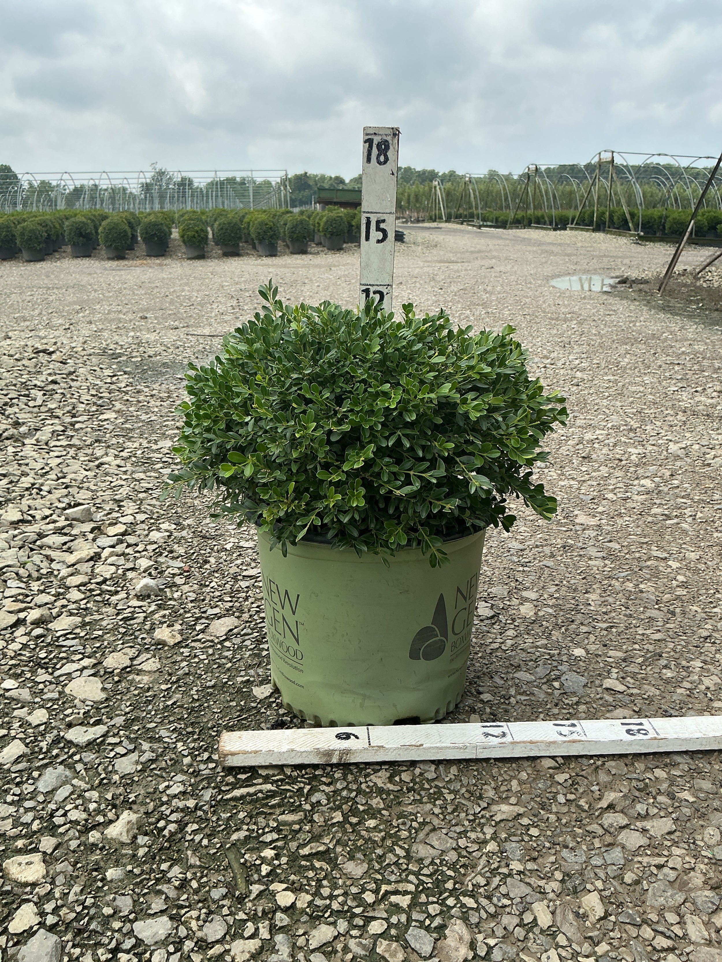 Buxus newgen 'Liberty Belle'