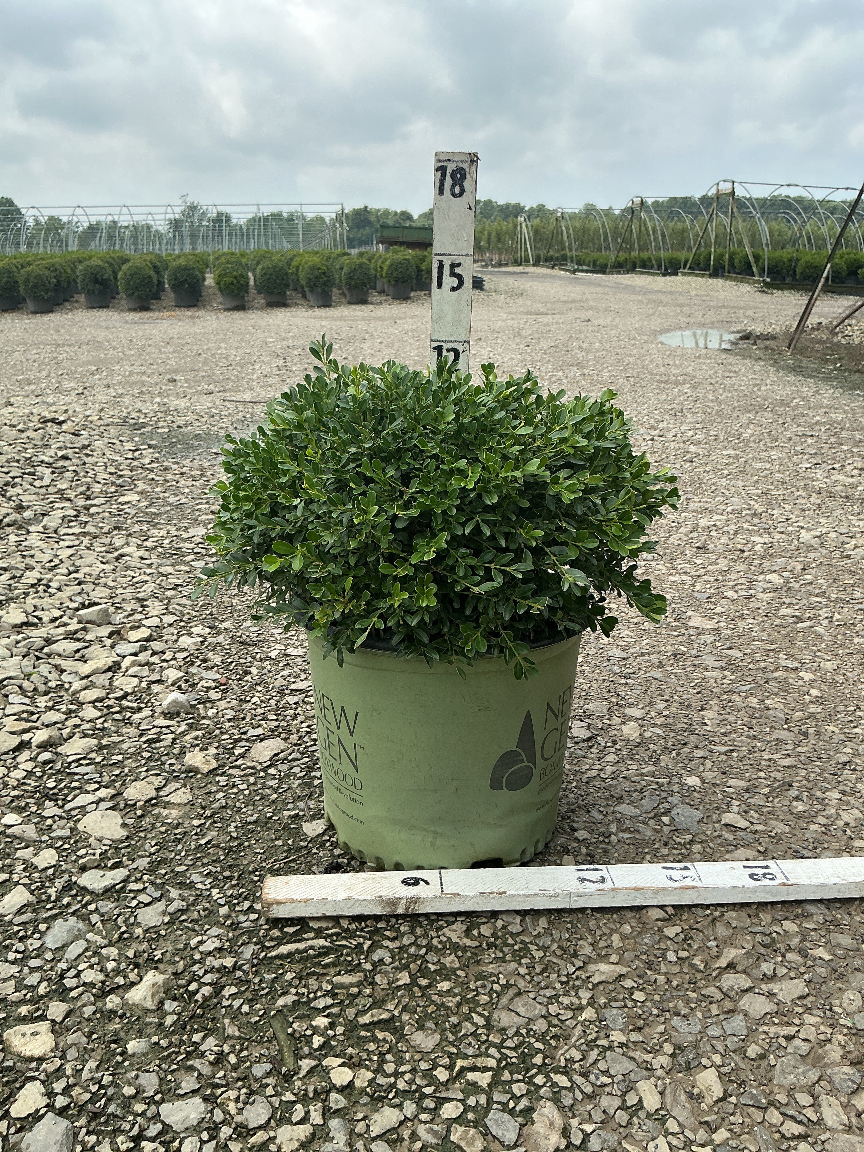 Buxus newgen 'Liberty Belle'