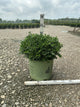 Buxus newgen 'Liberty Belle'