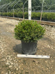 Buxus koreana x sempervirens 'Calgary'