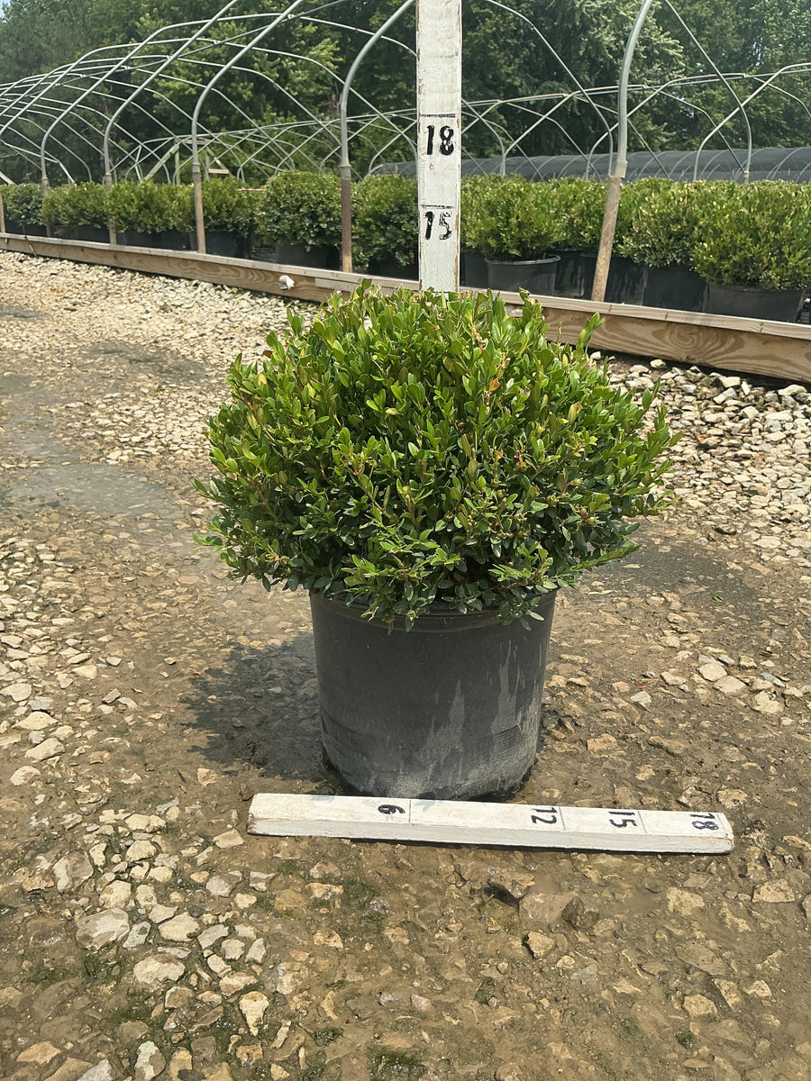 Buxus koreana x sempervirens 'Calgary' â€” G3
