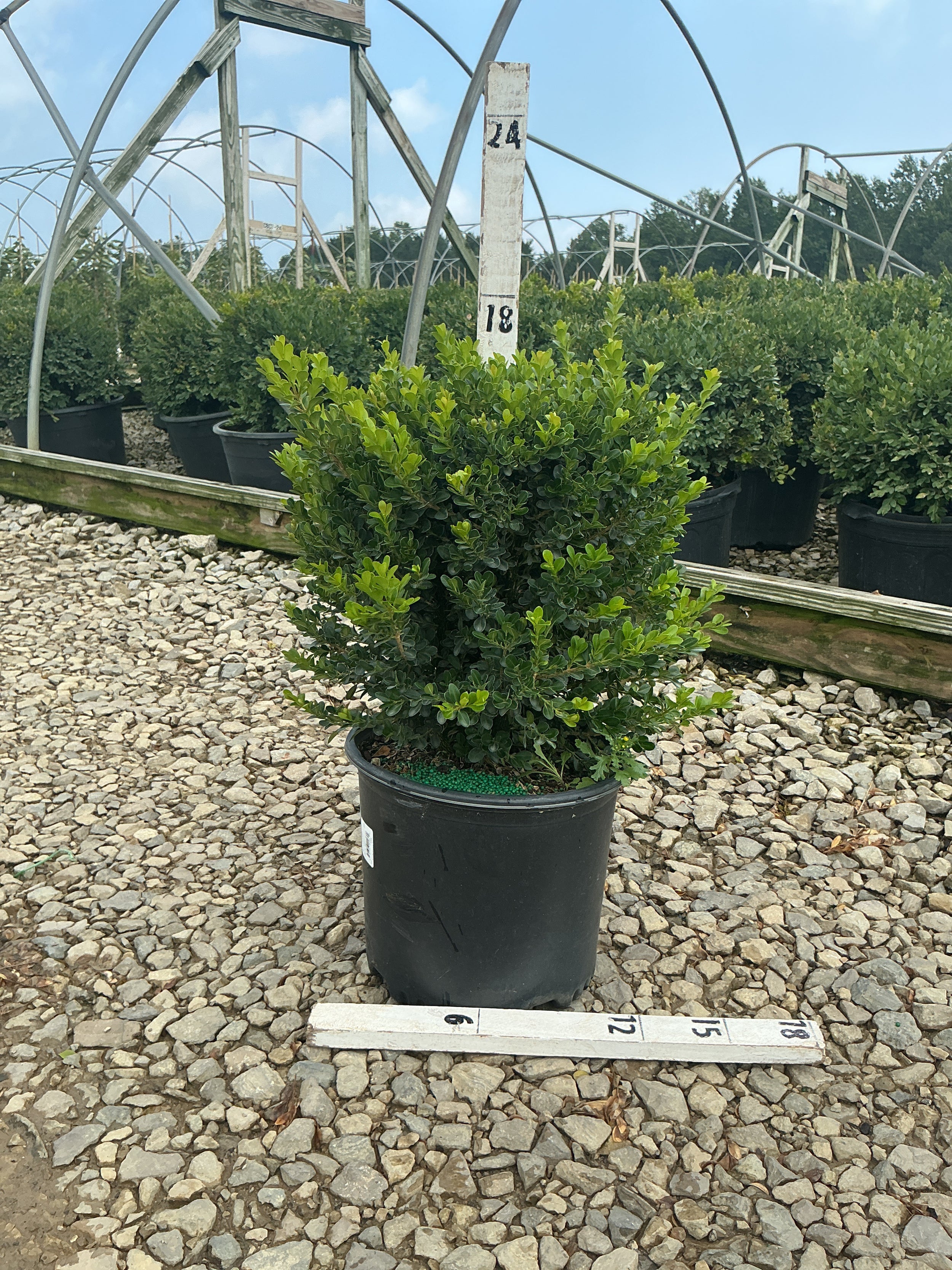 Buxus microphylla 'Green Beauty'