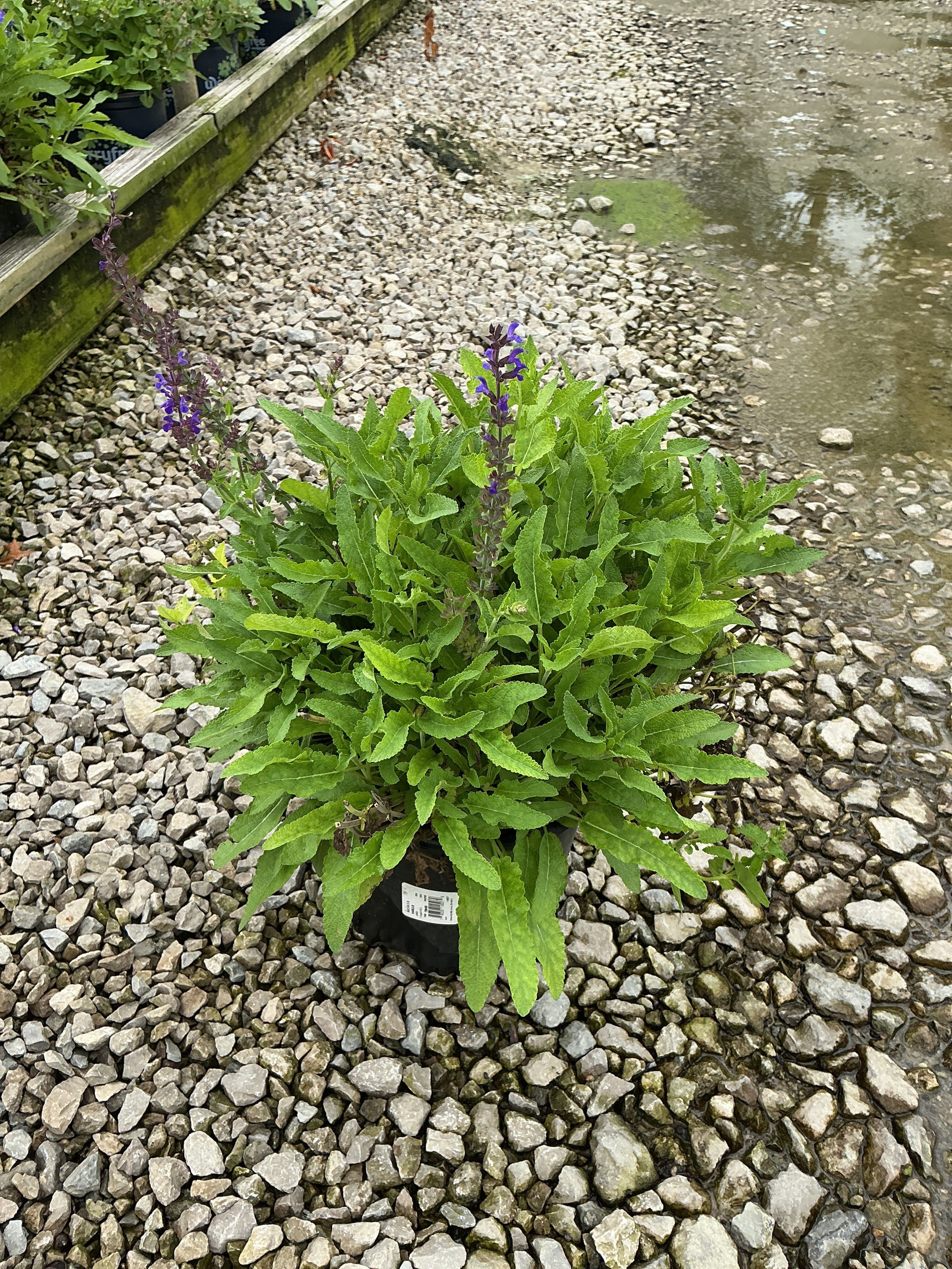 Salvia x 'Marcus'