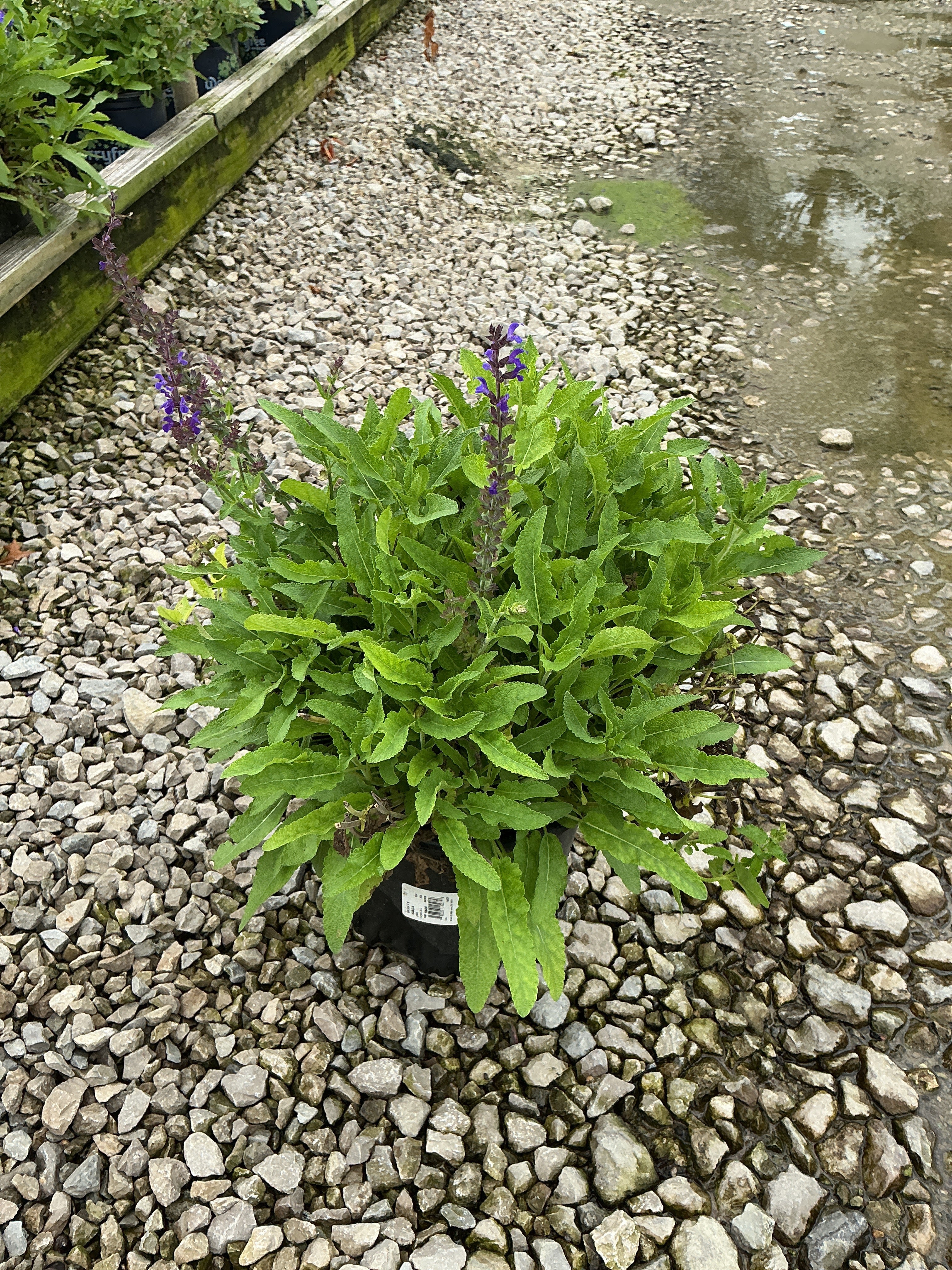 Salvia x 'Marcus'