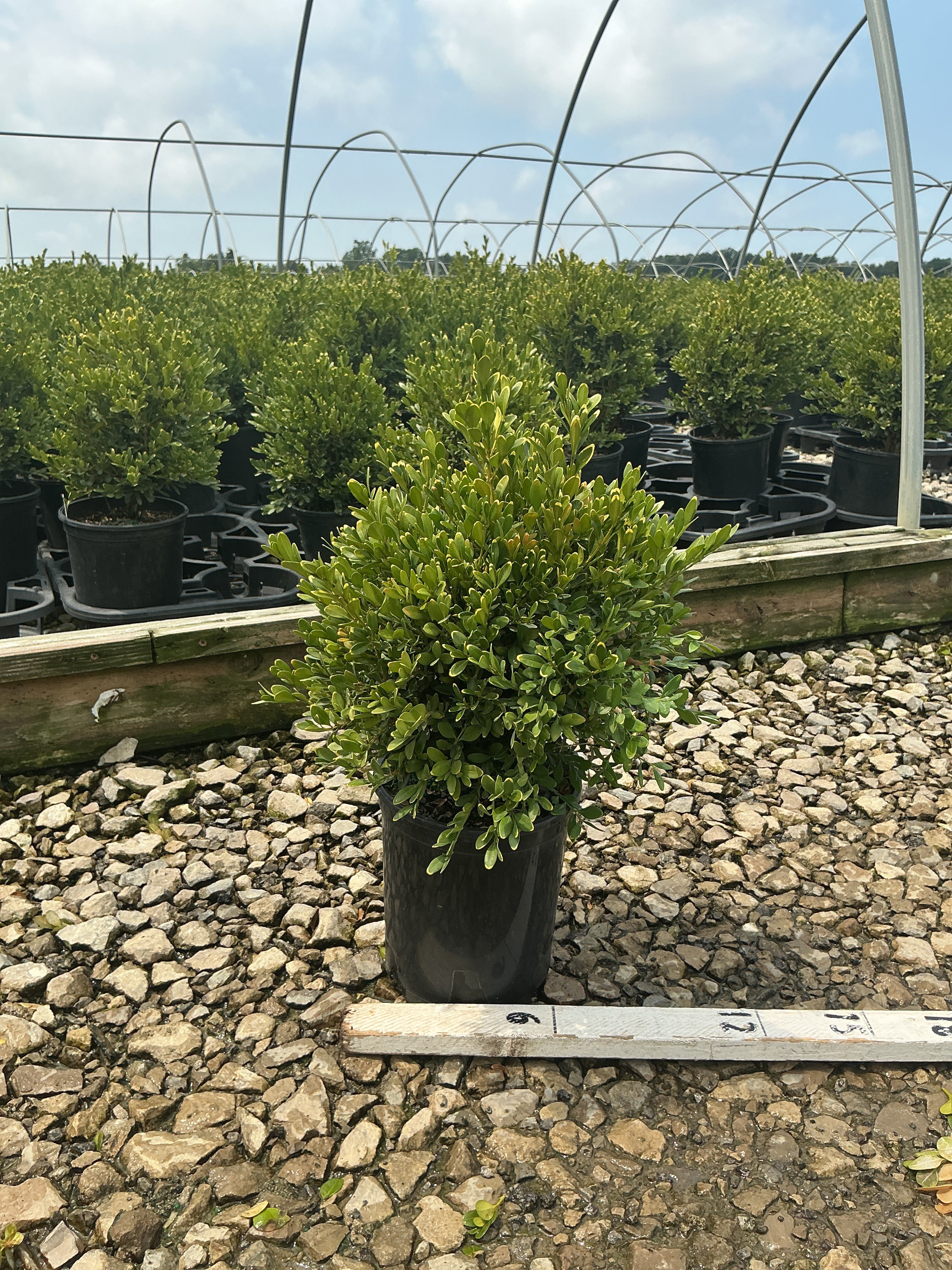 Buxus microphylla 'Green Gem'