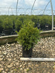 Buxus microphylla 'Green Gem'