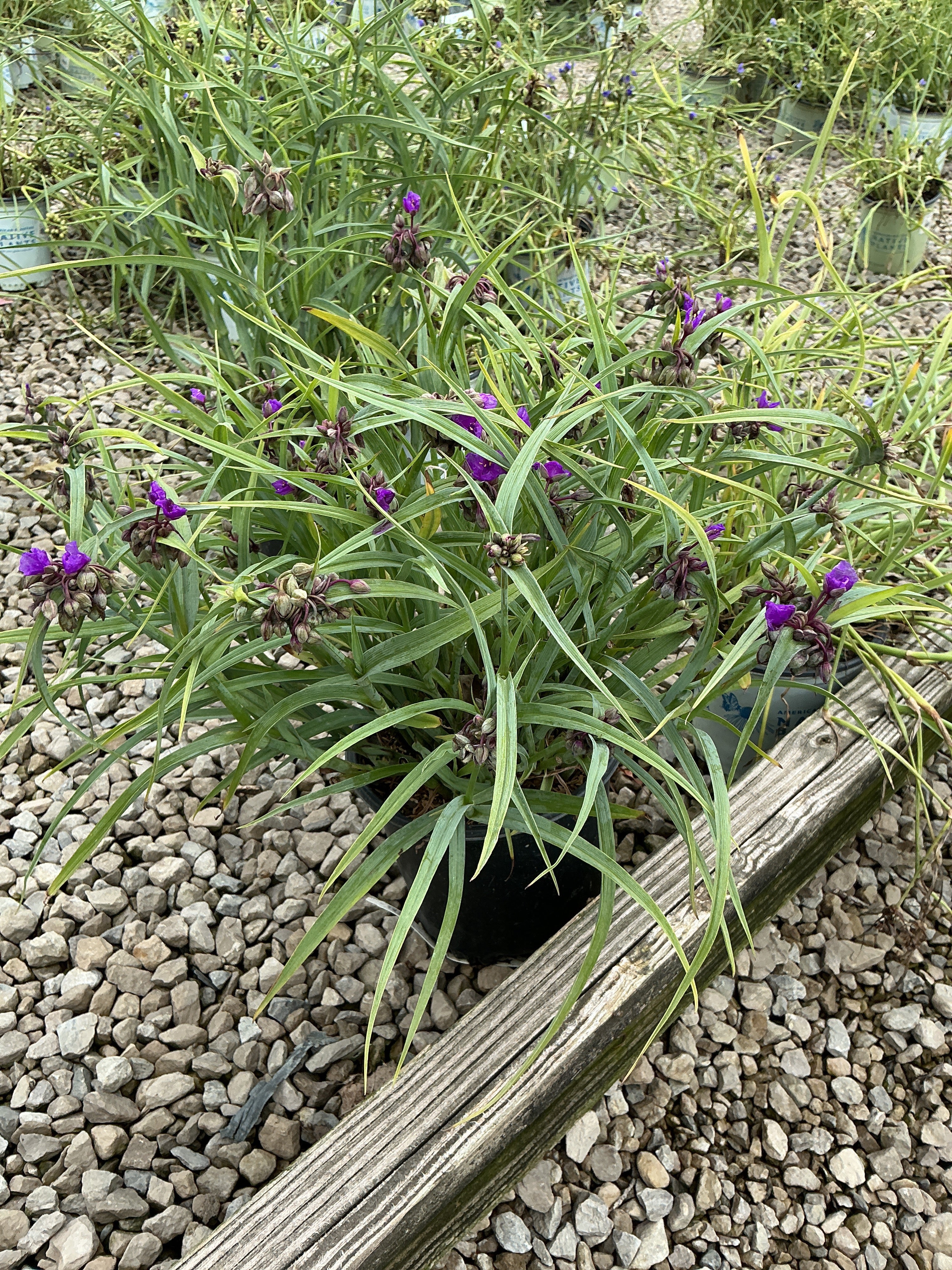 Tradescantia x andersoniana 'Concord Grape'