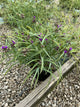 Tradescantia x andersoniana 'Concord Grape'