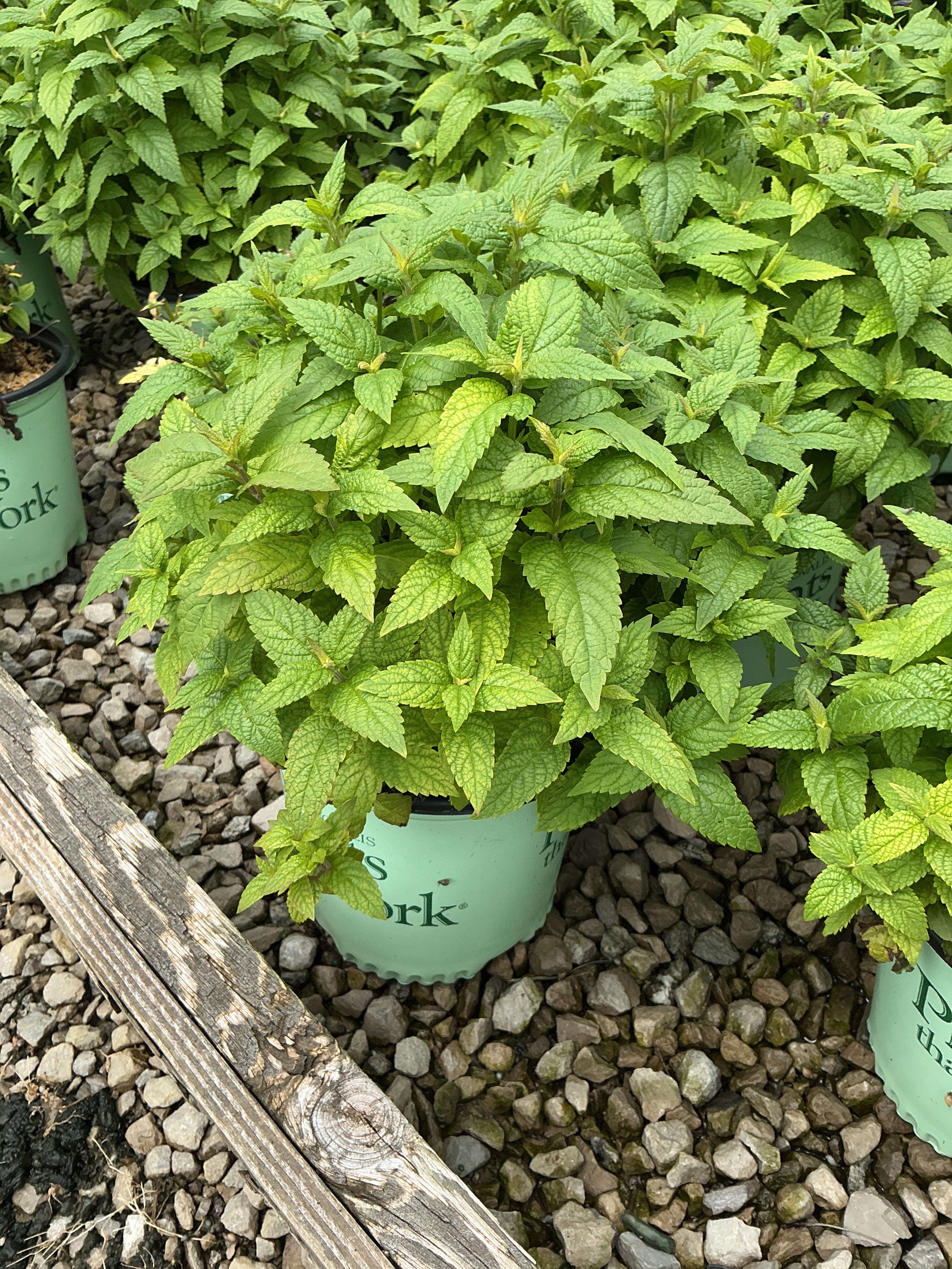 Nepeta neptune