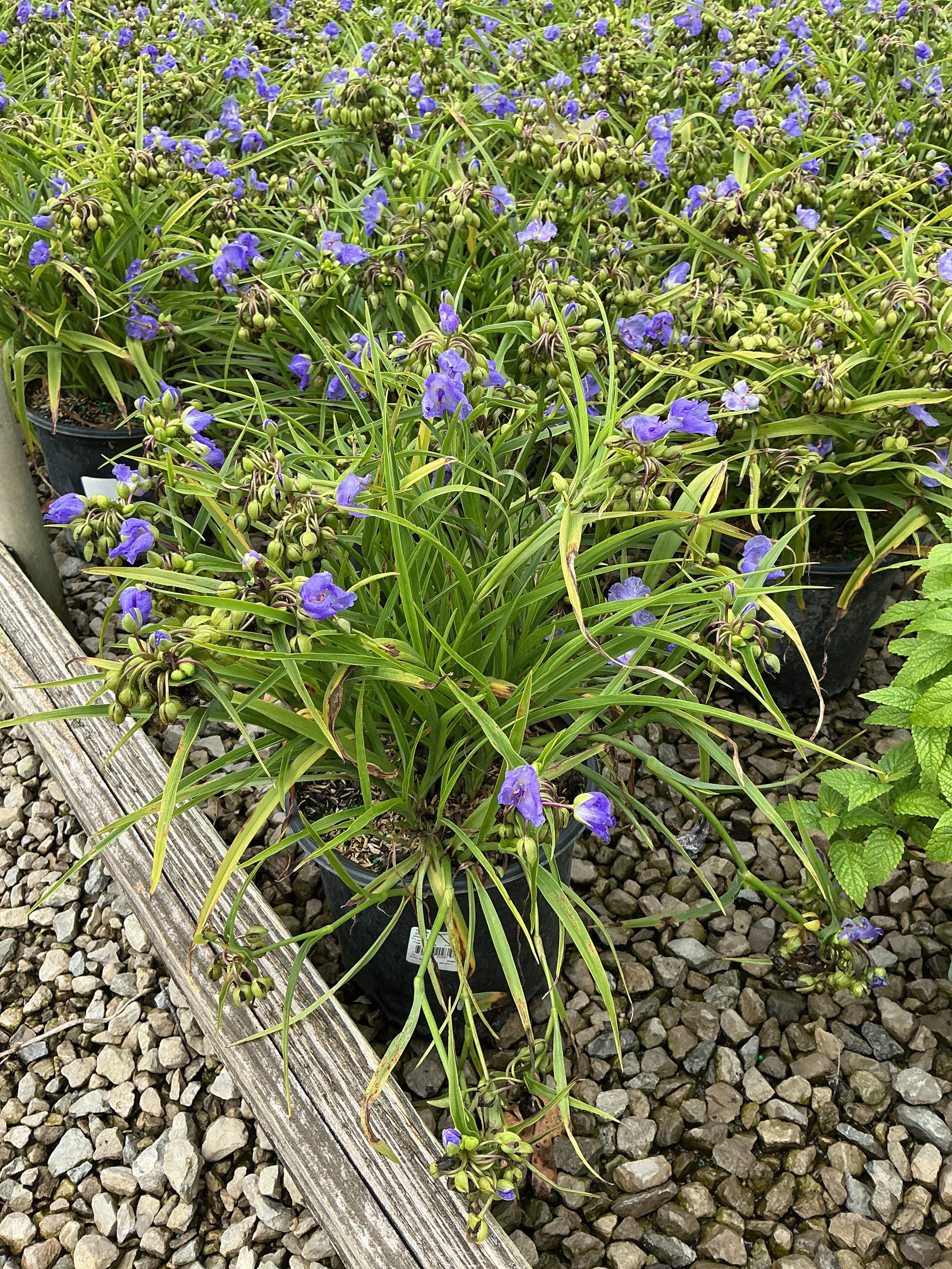 Tradescantia amethyst 'Kiss'