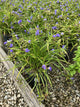 Tradescantia amethyst 'Kiss'