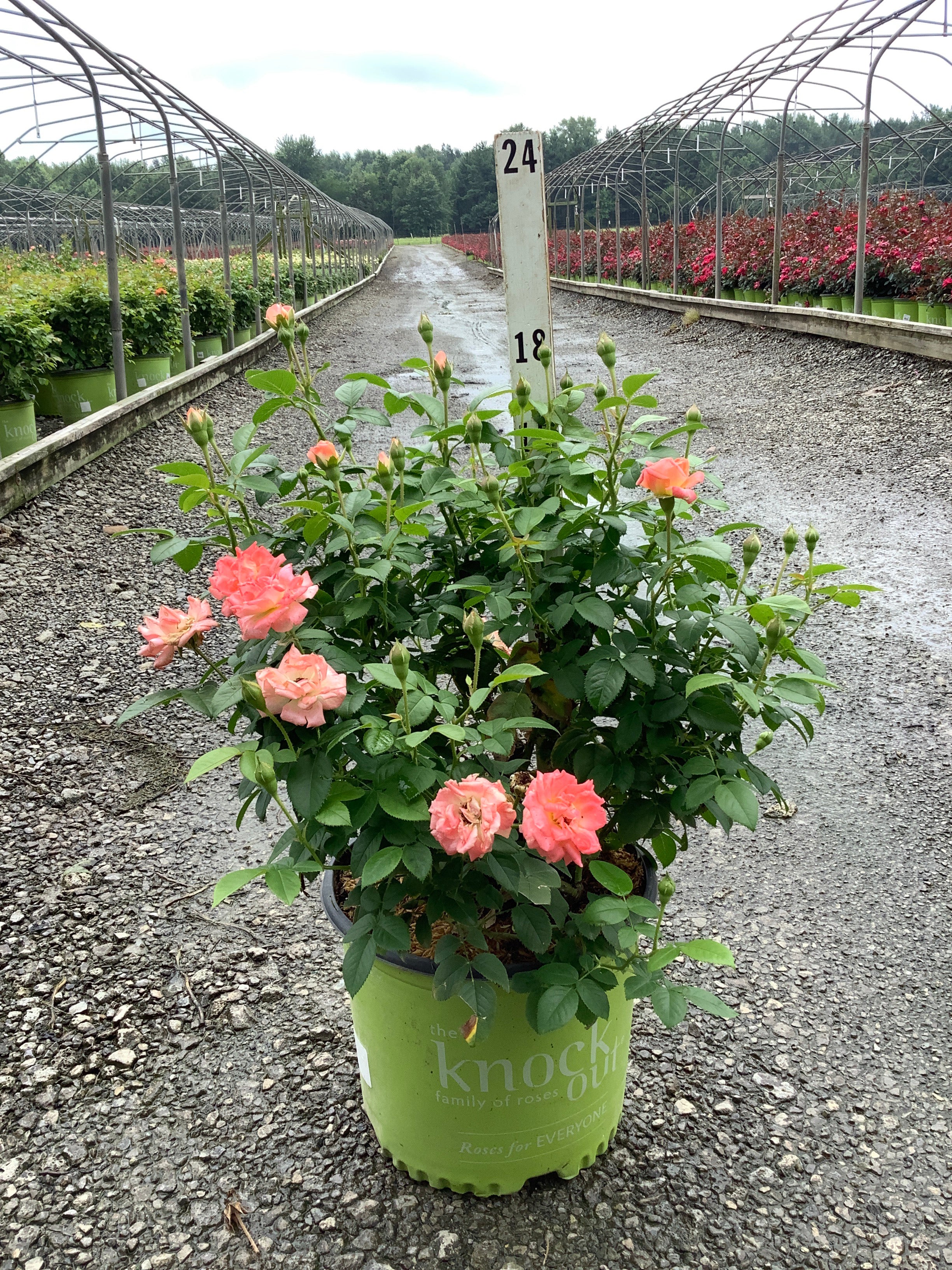 Rosa K.O 'Orange Glow'