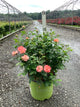 Rosa K.O 'Orange Glow'