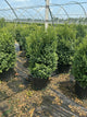 Buxus microphylla 'Green Mountain'