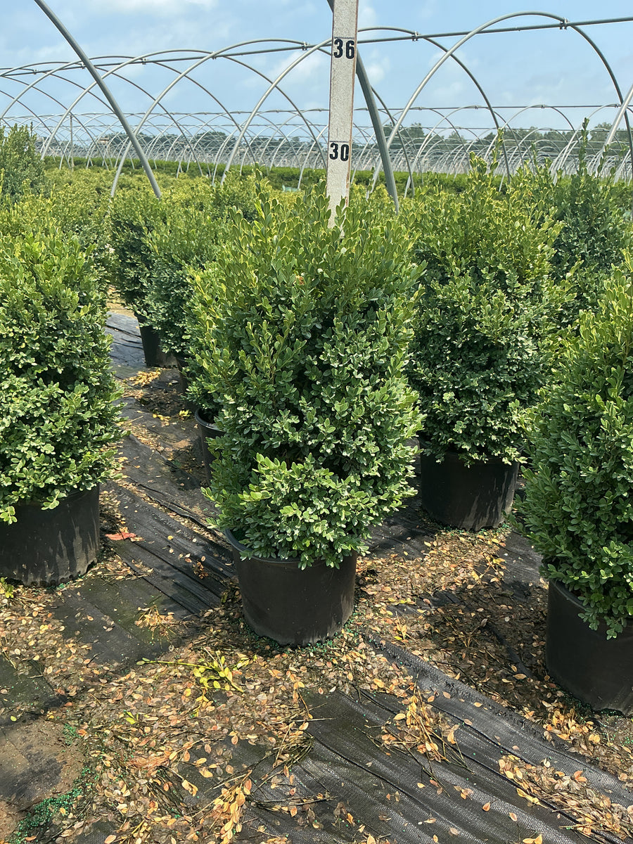 Buxus microphylla 'Green Mountain' â€” G3 18