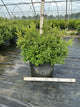Buxus microphylla 'Green Velvet'