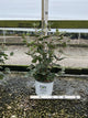 Viburnum carlesii 'Spice Girl'