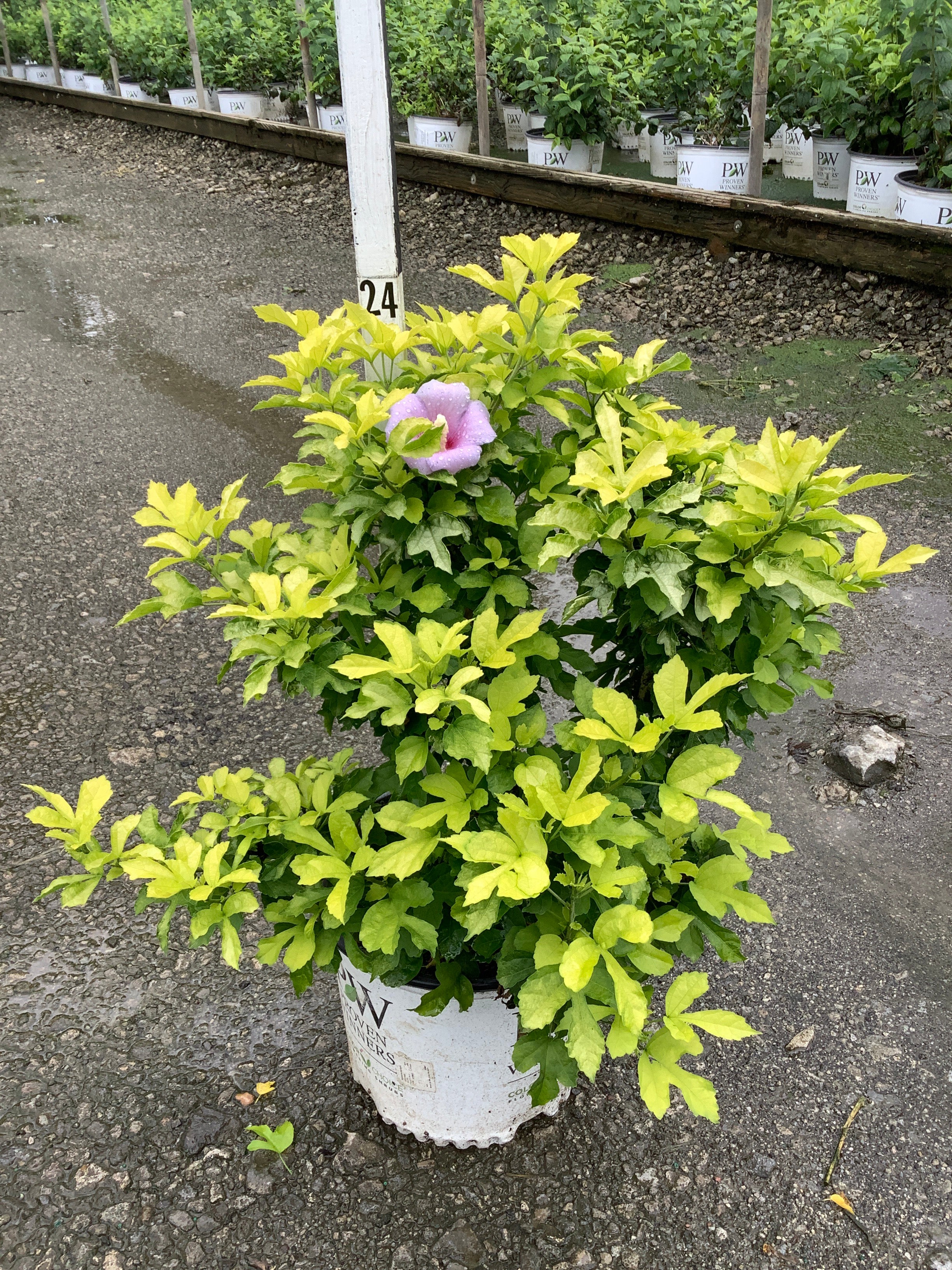 Hibiscus syriacus 'Minpapan1'