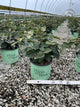 Viburnum carlesii 'Spice Island'