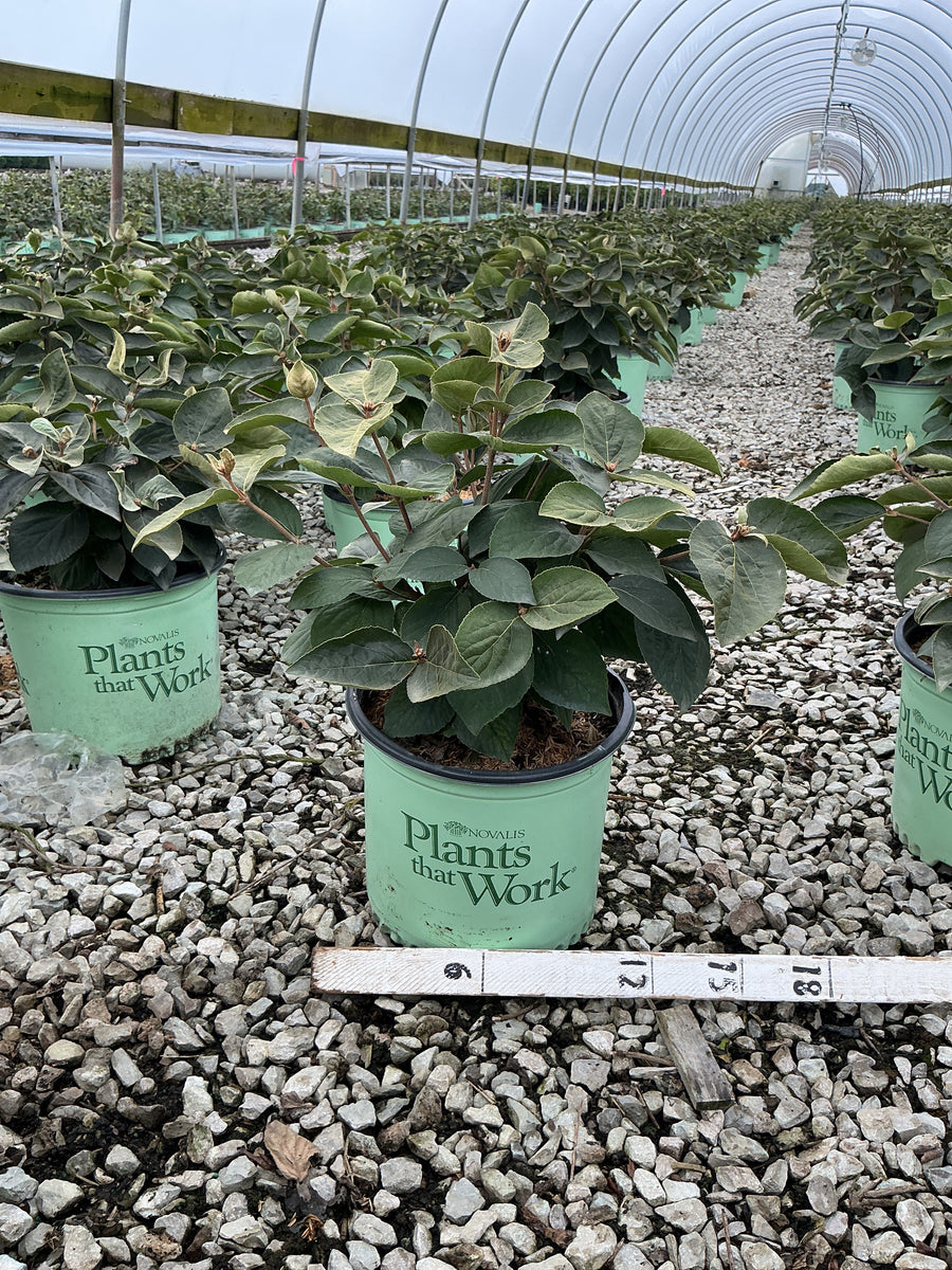 Viburnum carlesii 'Spice Island' â€” G3 15