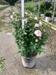 Hibiscus syriacus 'Blushing Bride'