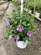 Hibiscus paraplu 'Violet'