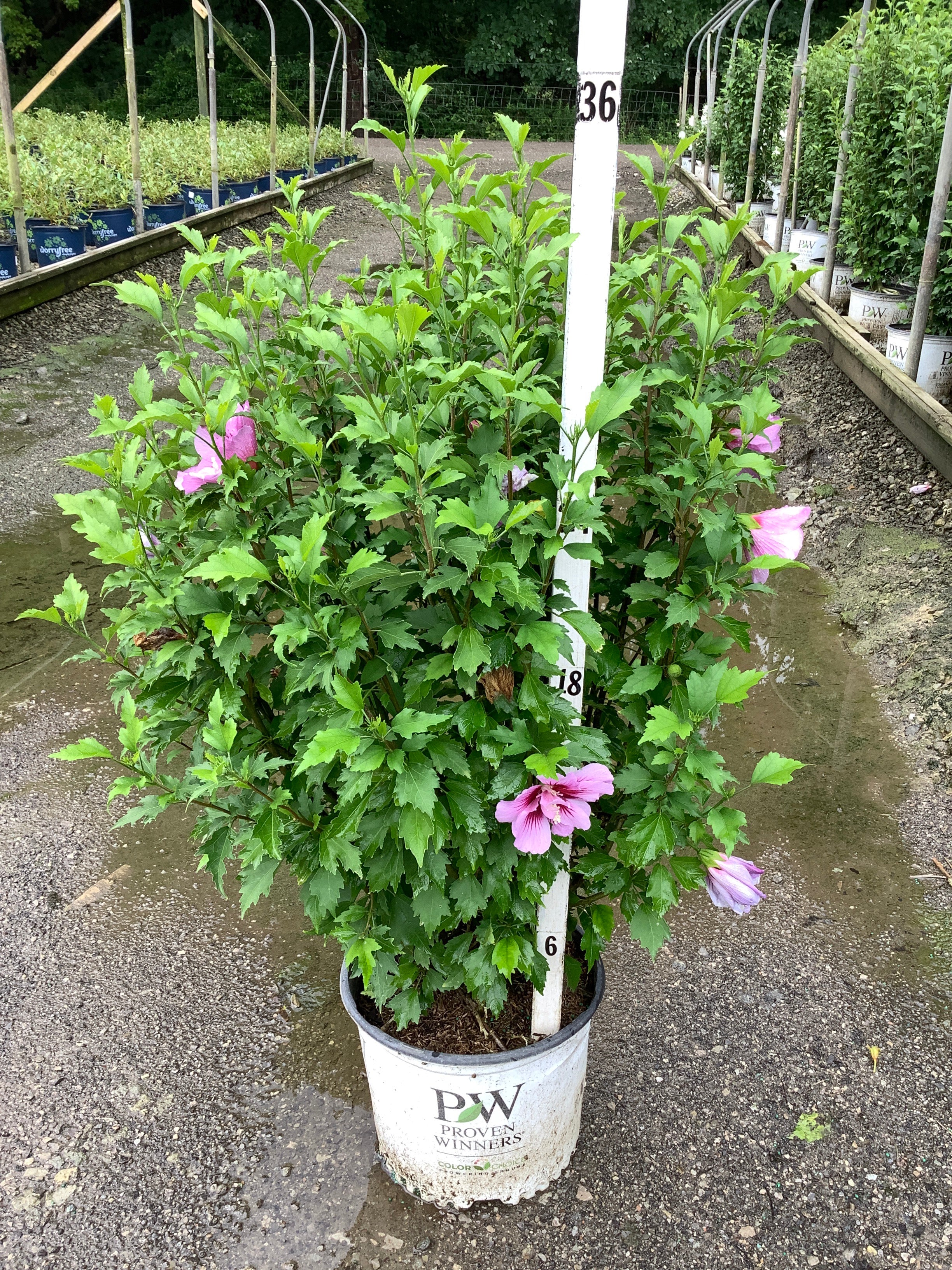 Hibiscus syriacus 'Purple Pillar'