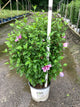 Hibiscus syriacus 'Purple Pillar'