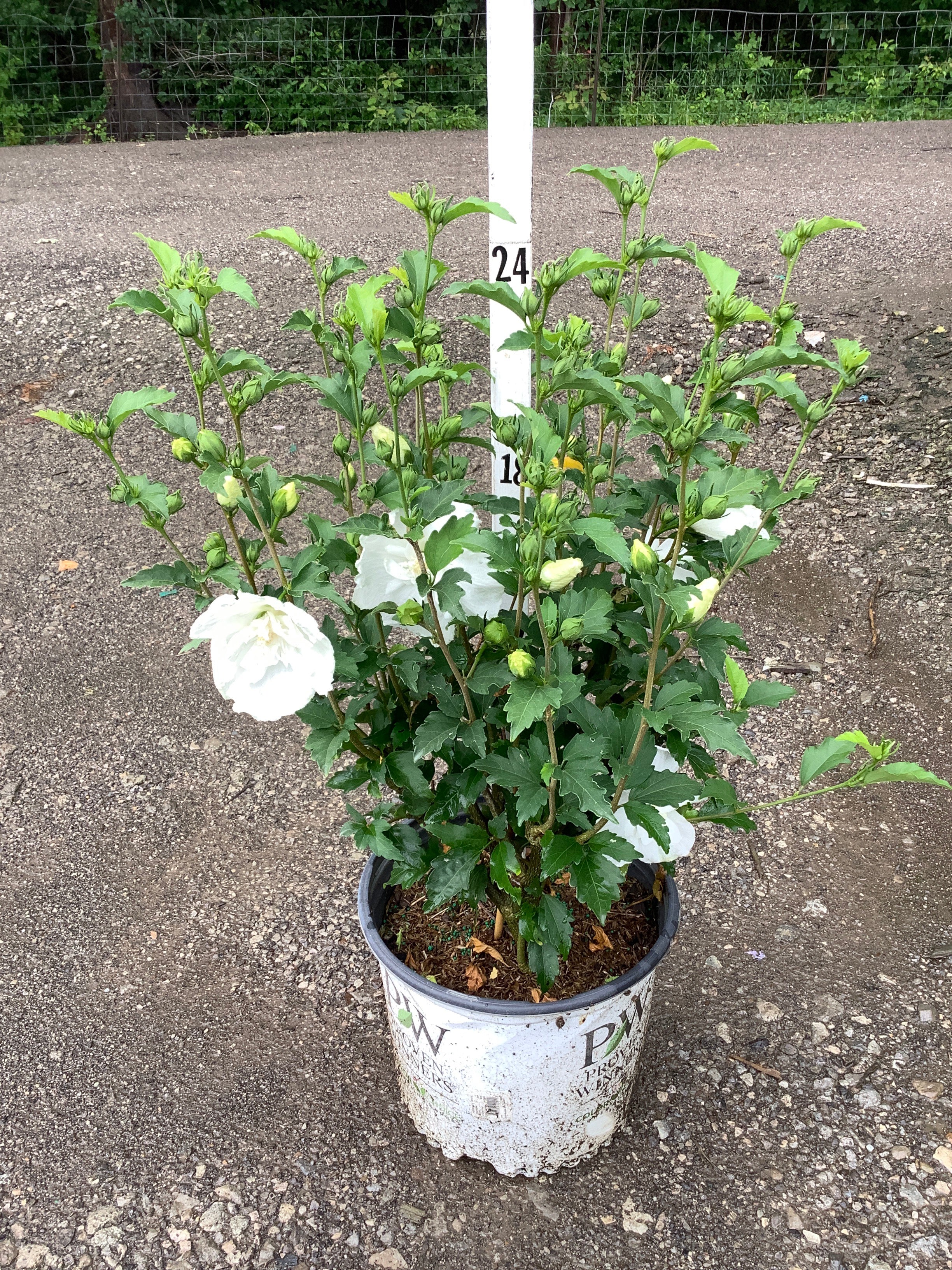 Hibiscus syriacus 'Notwoodtwo'